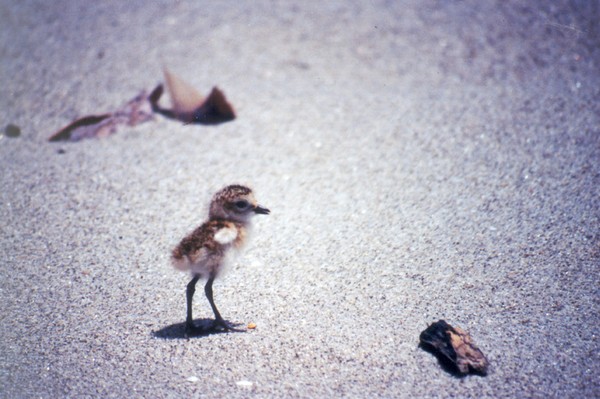 Northern NZ dotterel chick